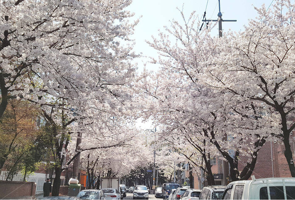 벚꽃,꽃,꽃길,봄,자연,나무,꽃잎,화사한,하루,감성,flower,spring,tree,leaf,day,plant,식물,봄,계절,spring,season