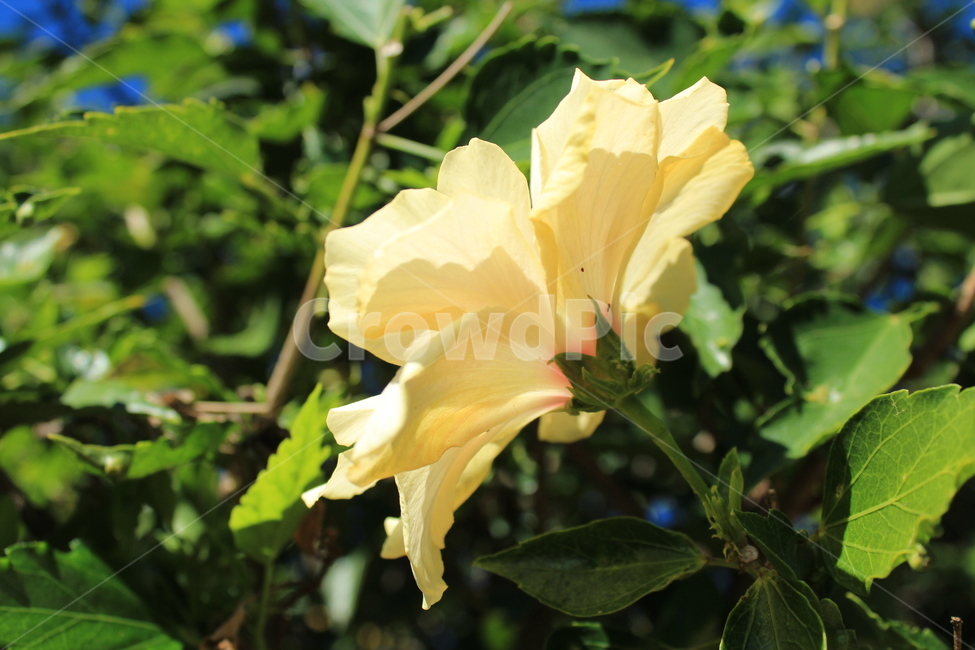 식물,꽃,flower,이쁜,봄,식물,자연,plants,nature,꽃,flower