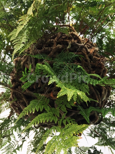 자연,화초,개성,외계,신비로움,식물,자연,plants,nature