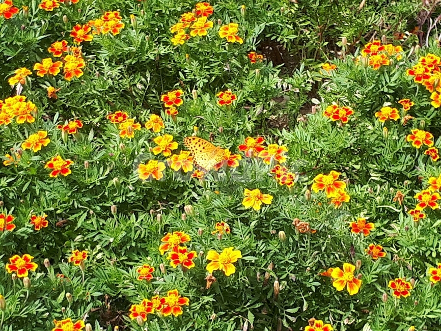 나비,꽃밭,꽃,봄,butterfly,spring