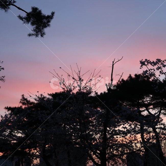 노을,나무,sunset,해질녘,하늘,sky,pink,풍경,자연,풍경,nature,landscape,silhouette,실루엣,outdoors,옥외,일몰,red sky,붉은 하늘,dusk,황혼,dawn,새벽