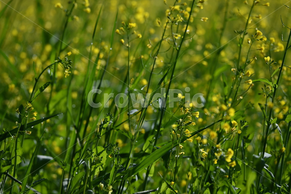 노랑,식물,자연풍경,꽃,감성사진,봄,5월,유채,식물,자연,plants,nature,꽃,flower