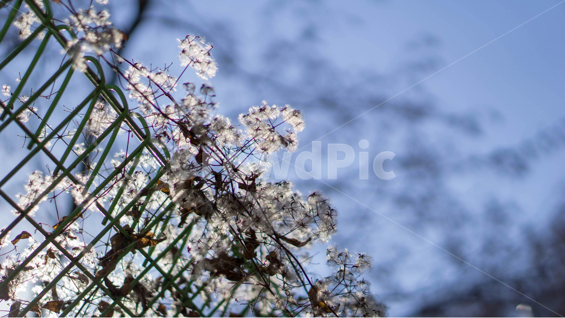 자연,풍경,힐링,한적,여유,식물,식물,자연,plants,nature,꽃,flower