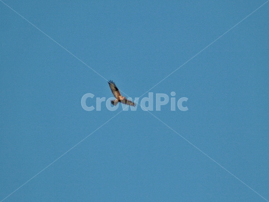 새,동물,bird,animal,flying,조류,새,birds