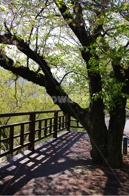 길,벚꽃나무,식물,plant,봄,spring,초록,자연,풍경,nature,landscape,railing,난간,handrail,banister