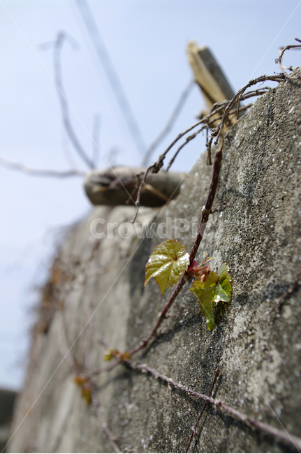 돌담,넝쿨,식물,plant,자연,nature,식물,자연,plants,nature
