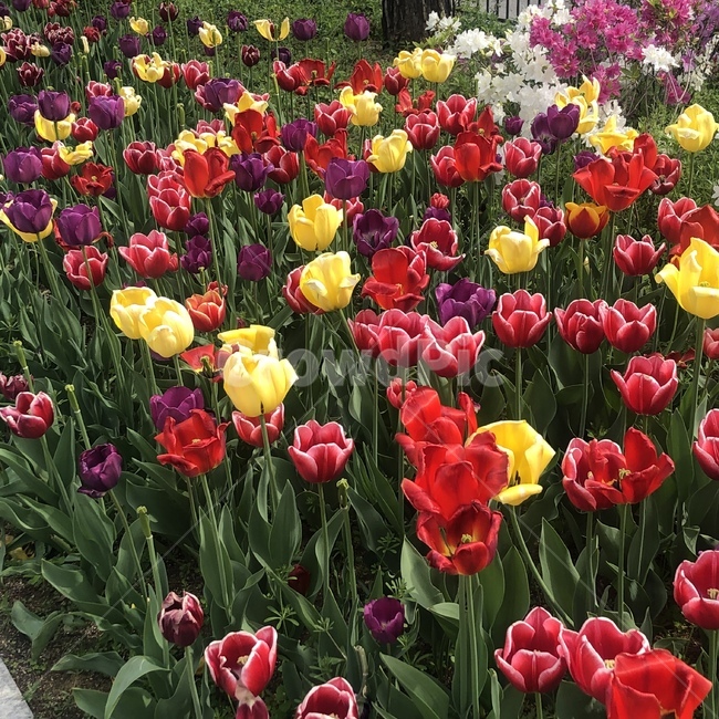 튤립,꽃,원색,봄,flower,알록달록