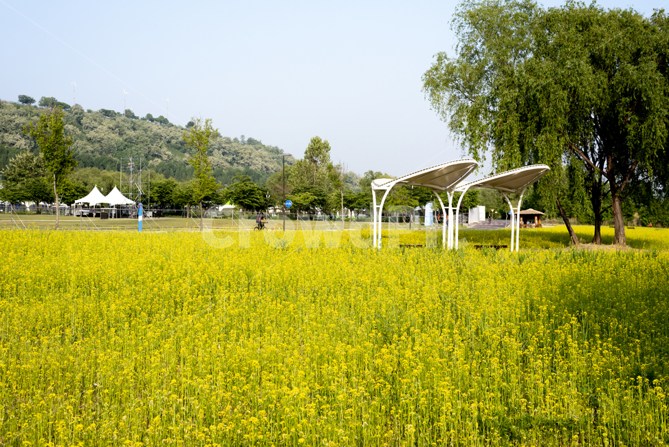 한강공원,유채꽃,봄,소풍,한강,자전거,노란색,나무,outdoors,field,들,grassland,잔디,grass,자연,nature,plant,식물,꽃,flower,식물,자연,plants,nature,꽃,flower