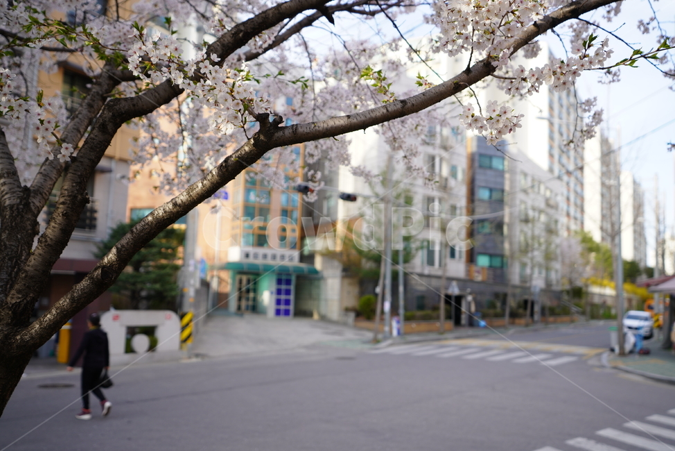 꽃,벚꽃,봄,계절,플라워,화이트,흰색,하얀색,생물,감성,느낌,식물,flower,spring,white,봄,계절,spring,season,식물,자연,plants,nature,꽃,flower,plant