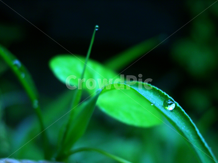 식물,물방울,자연,이슬,아침,잎,식물,자연,plants,nature