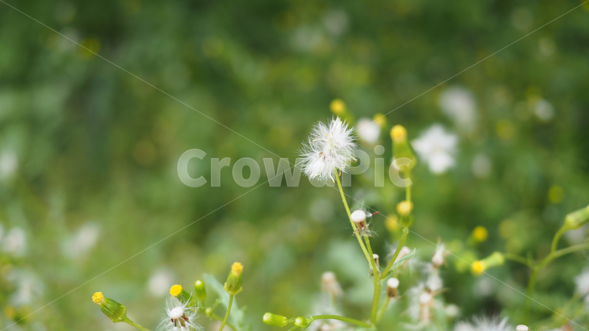 야생화,꽃,color,wildflower,flower