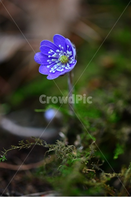 flower,blossom,꽃,plant,식물,노루귀,분홍노루귀,솜털,빛,식물,자연,plants,nature,꽃,flower
