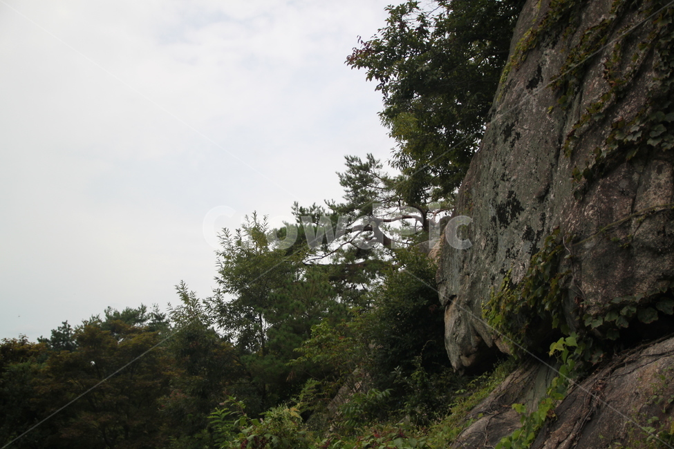 바위,소나무,낭떠러지,자연,tree