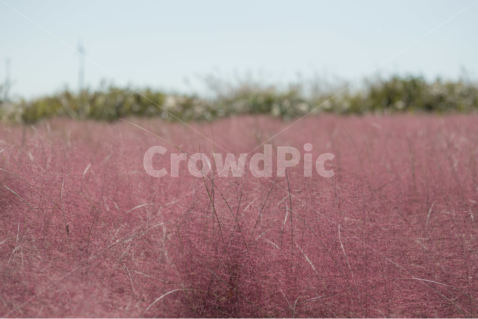 가을,핑크,뮬리,핑크뮬리,가을꽃,하늘공원,가을,계절,fall,autumn,season,grass,잔디,plant,식물,outdoors,옥외,grassland,목초지,field,들