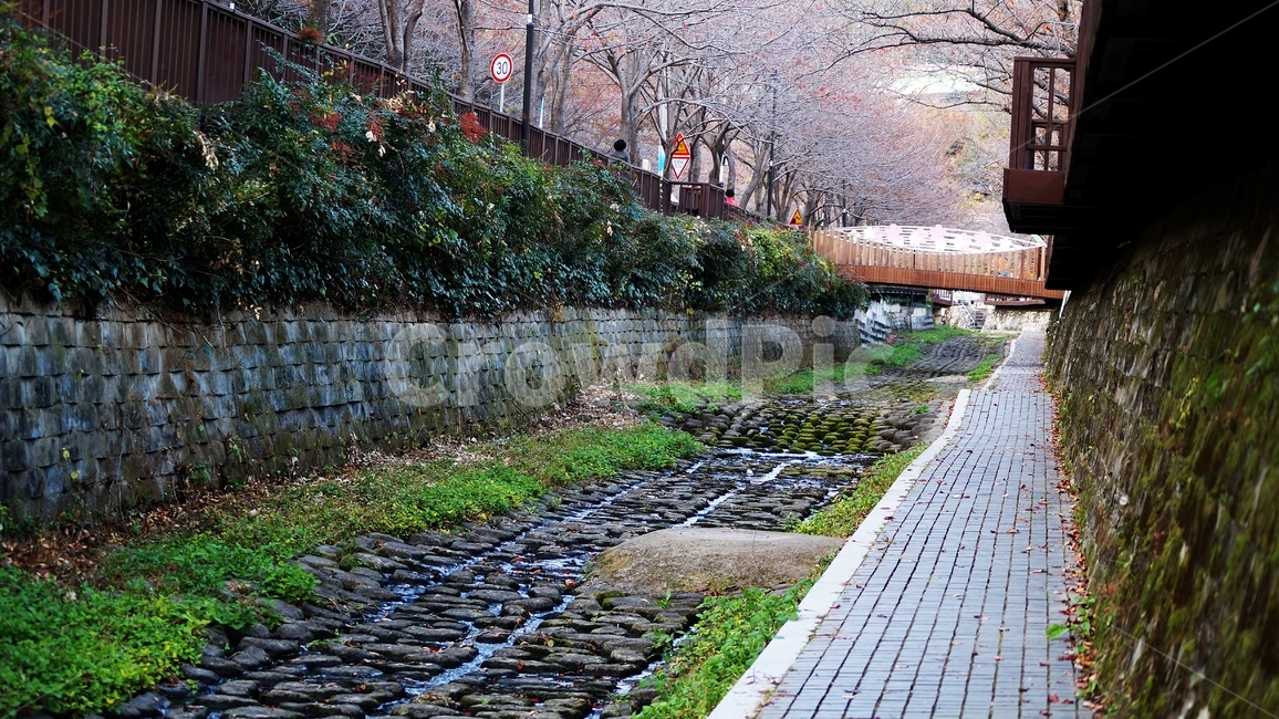가을,가을풍경,여좌천,단풍,풍경,가을,계절,fall,autumn,season,path,통로,flagstone,판석,walkway,보도,plant,식물