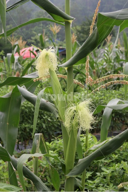 옥수수,찰옥수수,옥수수수염,재배,옥수수잎,산업,industry,industrial,농업,농사,agriculture,farming,farming industry