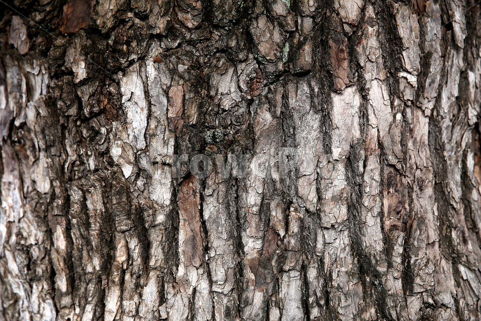 나무,질감,식물,통나무,배경화면,나무,trees,wood,텍스처,질감,패턴,texture,pattern
