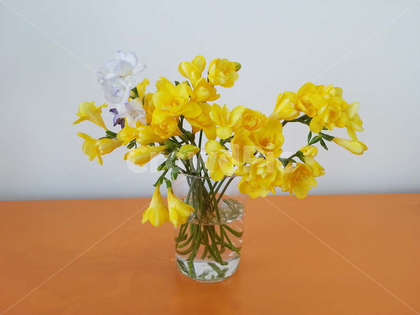 후리지아,꽃,노란꽃,꽃병,봄,flower,plant,blossom,furiziaflowers,식물,자연,plants,nature,꽃,flower