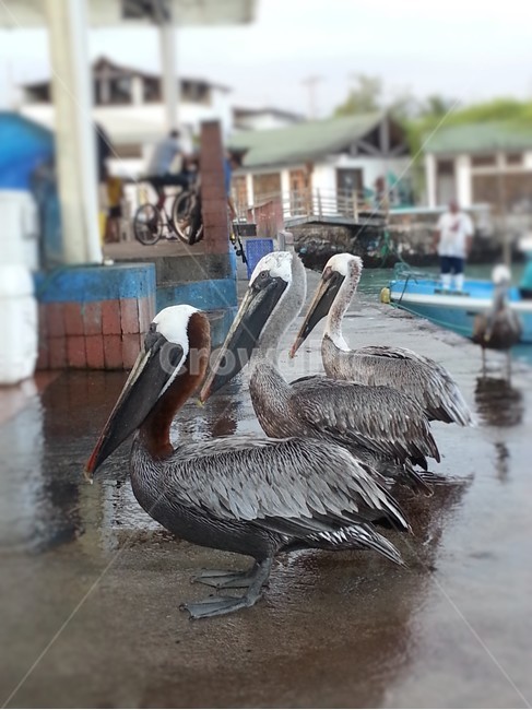 자연,조류,새,펠리컨,갈라파고스,야생,바다새,생태,부리,기다림,galapagos,pelican,동물,animal,조류,새,birds