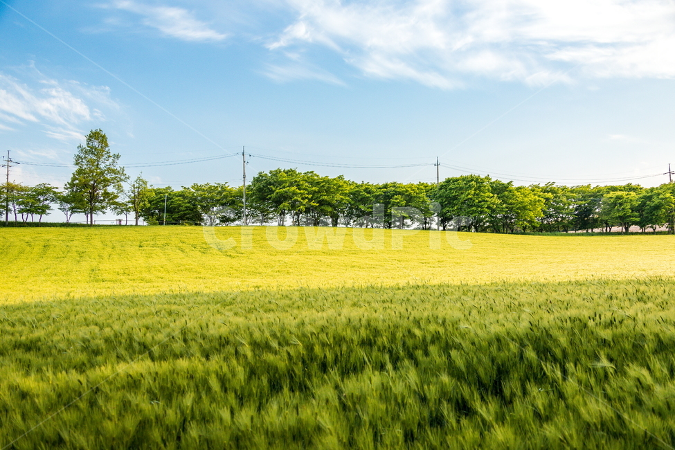 청보리,청보리밭,보리,풍경,landscape,고창청보리밭,봄
