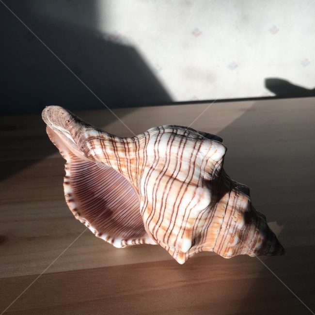 소라,누끼,여름,조개,썸머,summer,shell,장식,바다,인테리어,실내디자인,interior design,사물,물건,오브젝트,thing,object,matter