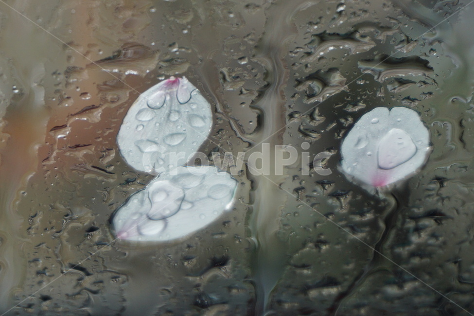 꽃잎,벚꽃잎,유리창,차창,비,빗물,흐름,비오는날,흐림,봄,봄,계절,spring,season,꽃,flower,비,비오는날,rain,rainy