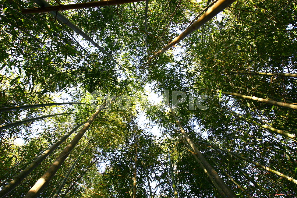 대나무,대나무숲,담양,죽녹원,자연,풍경,햇살,녹색,숲,대나무잎,나뭇잎,nature,tree,trees,landscape,자연,풍경,nature,landscape