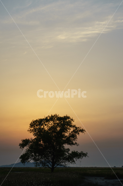 우음도,나무,억새,편안한느낌,flamegrass,일몰,자연,풍경,nature,landscape,식물,plants,나무,trees,wood,outdoors,옥외,sky,하늘