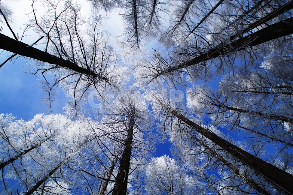 함백산,만항재,설경,풍경,겨울,겨울,계절,winter,season,자연,풍경,nature,landscape,tree,나무,plant,식물