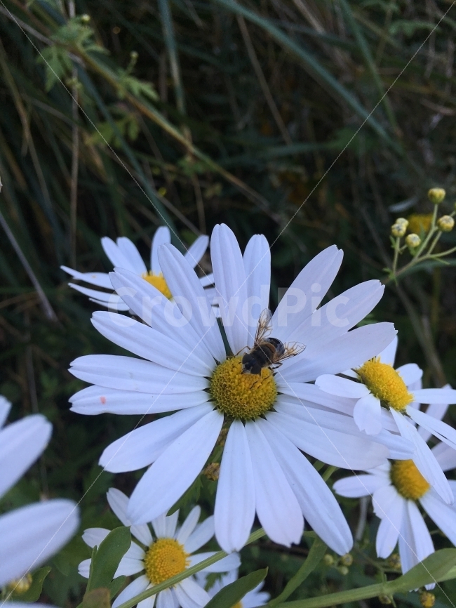 예쁜꽃,꽃,흰꽃,플라워,식물,벌,꿀벌,벌꿀,식물,자연,plants,nature,꽃,flower,동물,animal,곤충,벌레,insect,bug