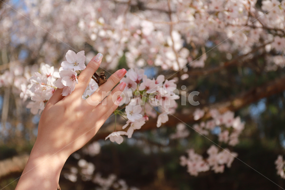 plant,식물,blossom,꽃,flower,cherryblossom,벚꽃,손,손길,봄,spring