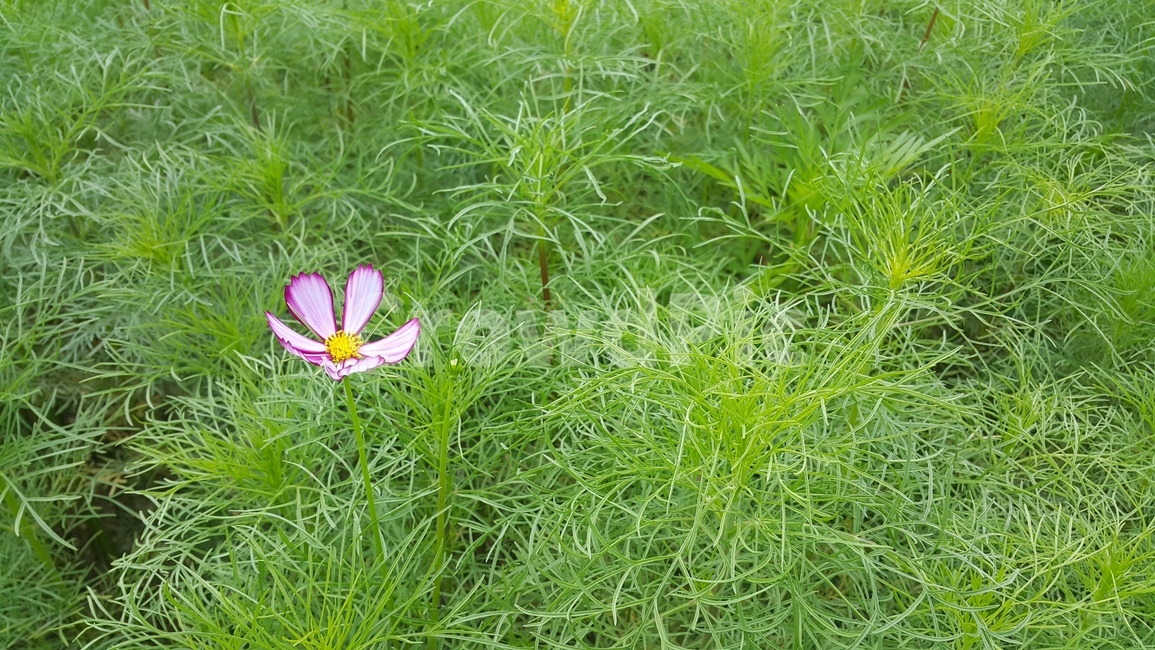 가을,코스모스,꽃,초록,flower,계절,접사,식물,자연,plants,nature