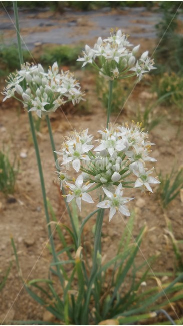 부추,백합과,구,지상부,구채,식물,자연,plants,nature,꽃,flower