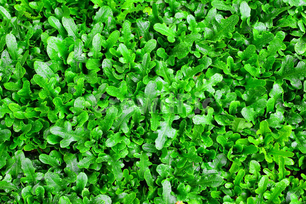 채소,야채,쌈채소,음식,식재료,food,green,fresh,신선한,싱싱한,plant,건강식품,푸성귀,건강식,vegetable,채소밭,어린,상추,섬유질,다이어트,이슬,물방울,식물,자연,plants,nature,음식,식재료,요리,food,cook,meal,dishes,food reserves,채소,야채,vegetables