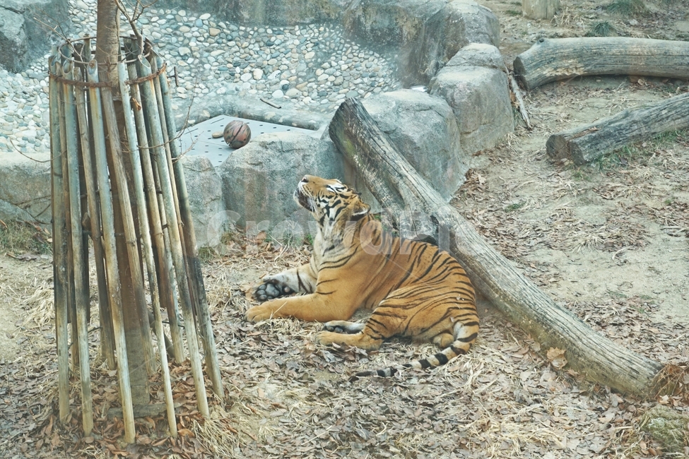 동물,야생,호랑이,줄무늬,육식,nature,자연,tiger,animail,animalpark,park,동물보호,동물,animal,포유류,mammal