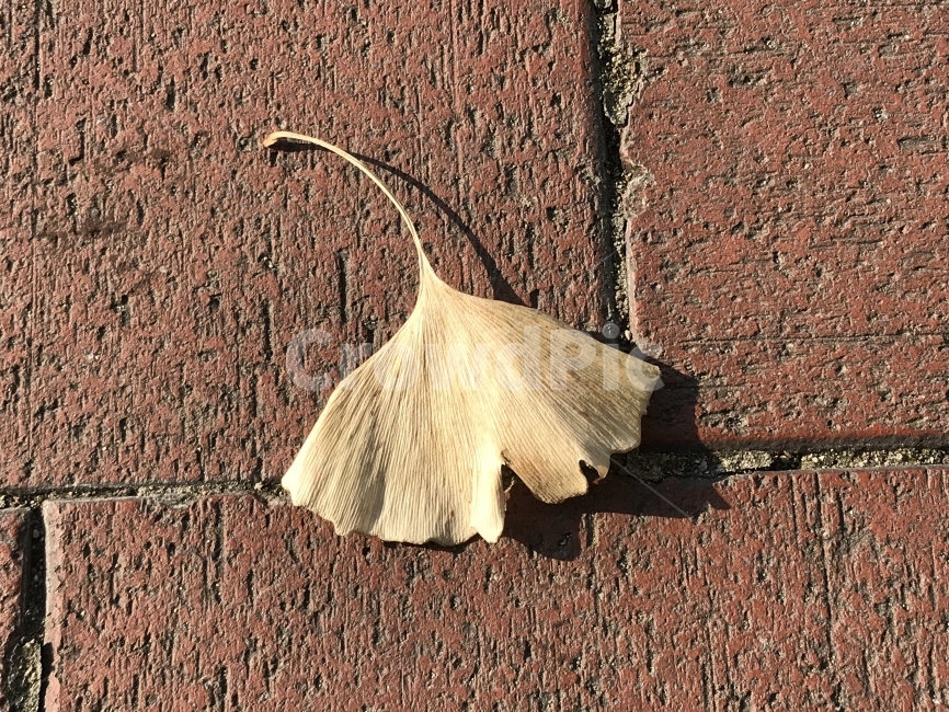 잎,노랑,은행,자연,가을,가을,계절,fall,autumn,season,leaf,plant,식물,ground,바닥