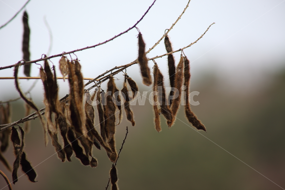 종자,칡,번식,식물,kudzuvine,갈곡,식물,자연,plants,nature