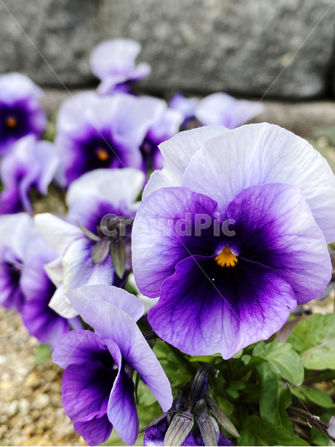 plant,식물,blossom,flower,꽃,팬지,삼색제비꽃