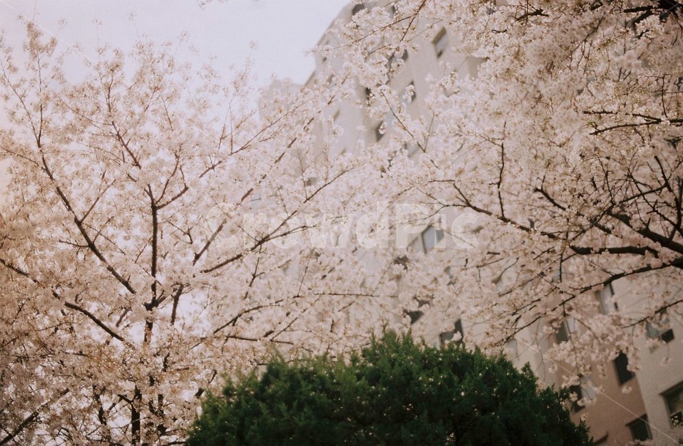 벚꽃,벚꽃나무,벚꽃축제,봄,pinkblossom,sakura,봄,계절,spring,season,plant,식물,blossom,꽃,flower,cherry blossom