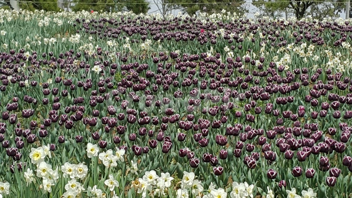plant,식물,blossom,flower,꽃,보락색,하얀색,튜울립