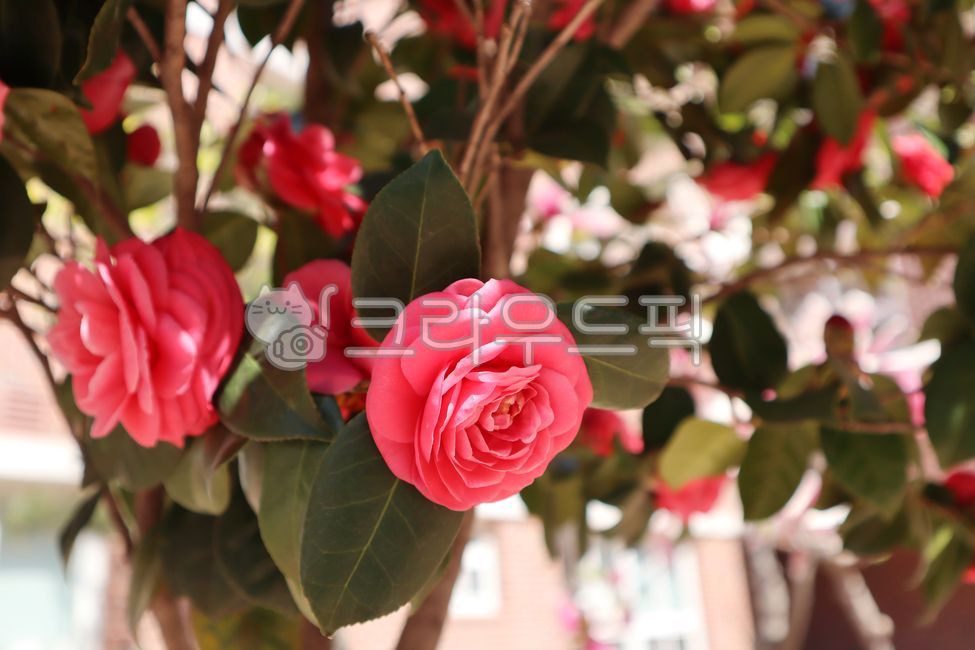 동백,동백나무,동백꽃,beauty,colorful,beautiful,petal,bloom,leaves,romantic,leaf,spring,botanical,floral,plant,summer,blossom,flower,garden,nature