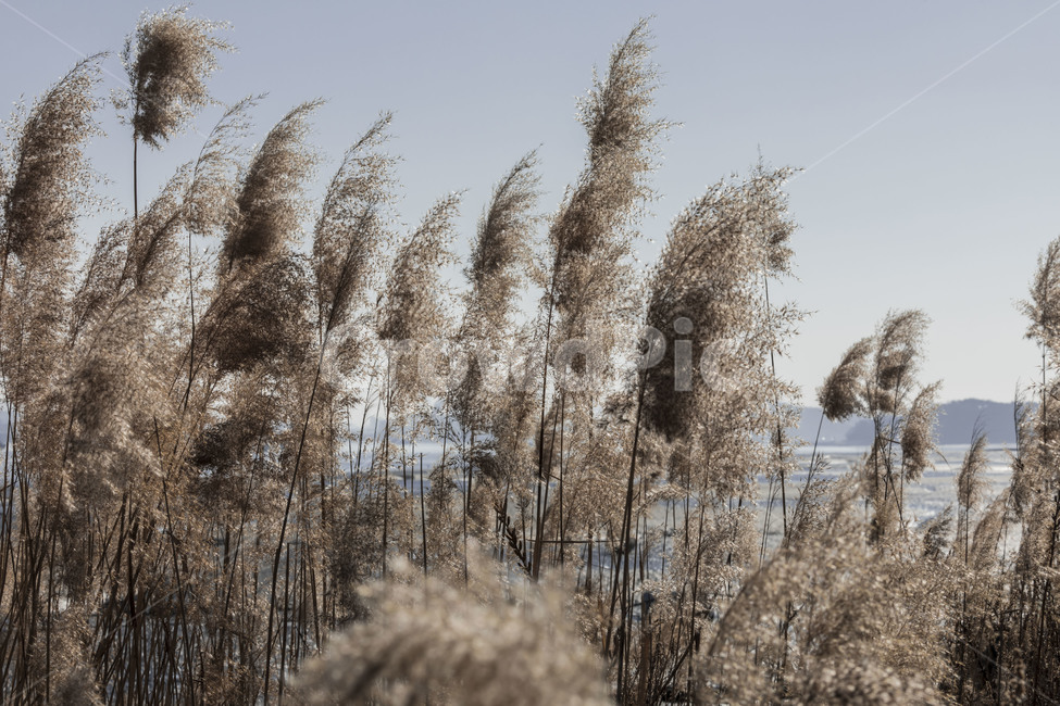 갯벌,바닷가,영종도,풍경,환경,갈대,가을,계절,fall,autumn,season,식물,자연,plants,nature,plant,grass,잔디,lawn,reed