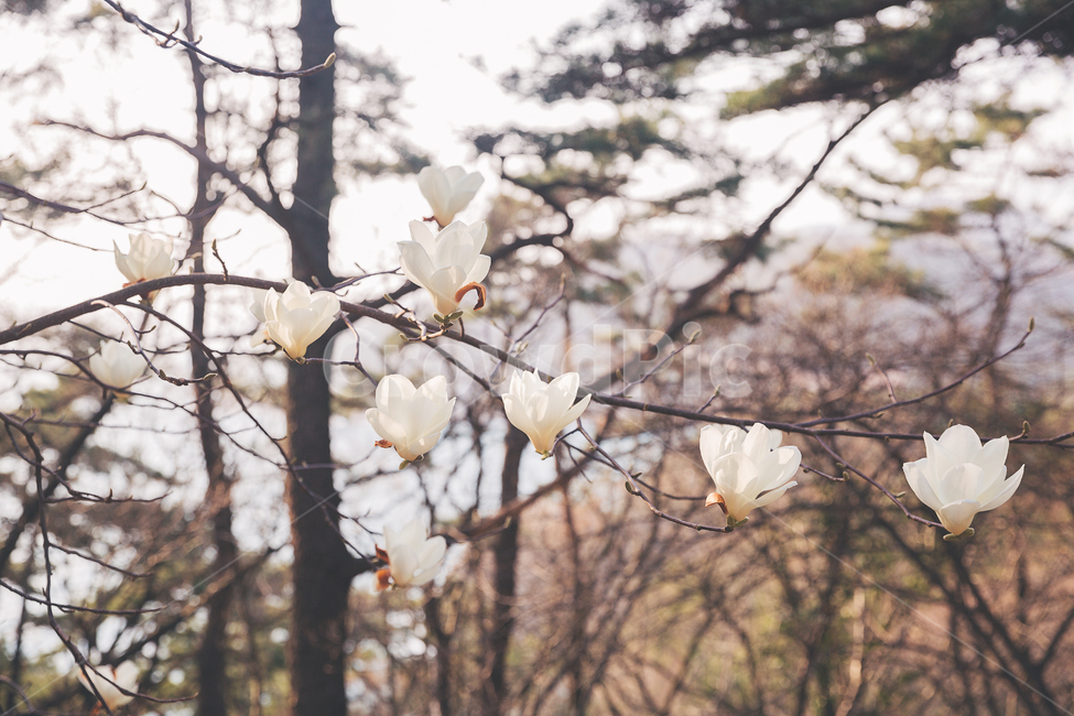 꽃,목련,백목련,식물,나무,봄