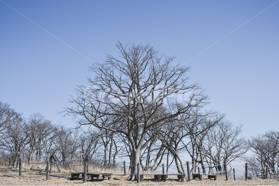 풍경,나무,겨울,winter,대관령,대관령삼양목장,삼양목장,겨울,계절,winter,season,자연,풍경,nature,landscape,ground,바닥,tree,plant,식물,tree trunk,나무 줄기