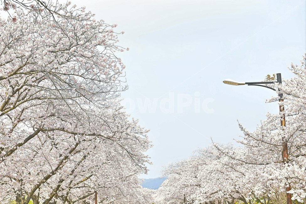 경주,경주벚꽃,벚꽃,벚꽃축제,보문호반길,풍경,꽃,식물,하늘,나무,4월행사,4월축제,봄,계절,spring,season