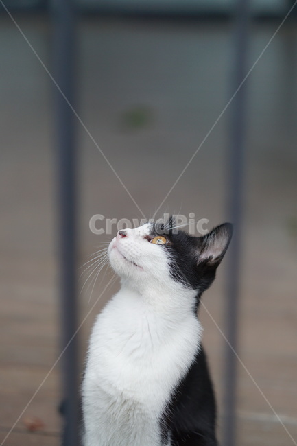 고양이,얼룩이,동물,포유류,펫,애완동물,눈동자,산책,길거리,동물,animal,포유류,mammal,고양이,cat,kitten,kitty