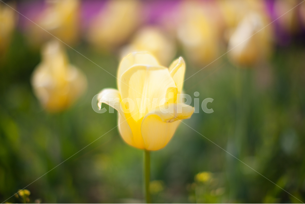 꽃,튤립,들꽃,튤립꽃,관상화,노란튤립,노란꽃,노랑꽃