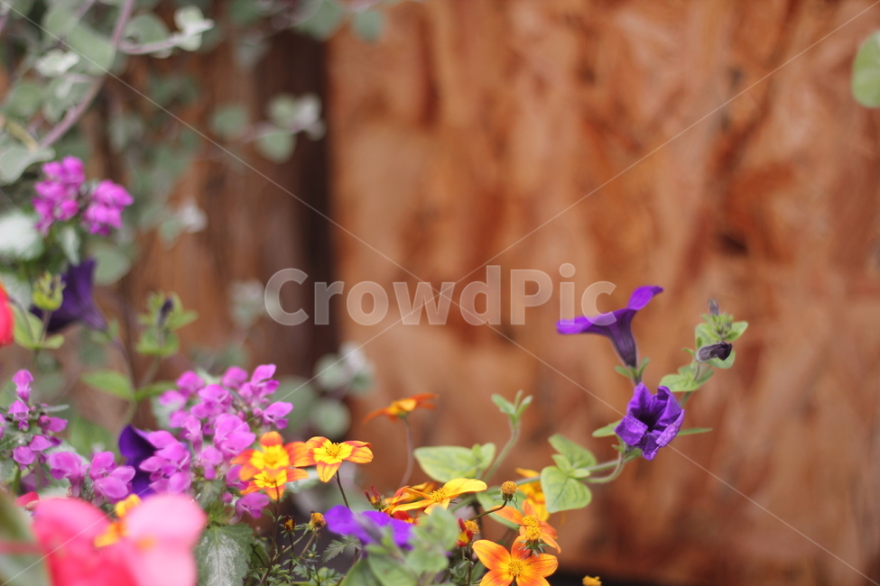 꽃,페튜니아,색깔,화려한꽃,colorful,flower,colorsense,plants,색상,색채,색감,이쁜꽃,자연,봄꽃,nature,잎,보라꽃,식물