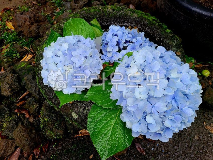 꽃,수국,파란수국,파란색수국,flower
