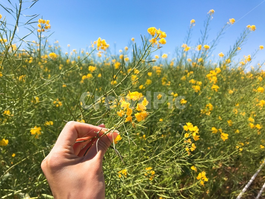 유채꽃,꽃,풍경,손,자연,들,flower,식물,자연,plants,nature,꽃,flower